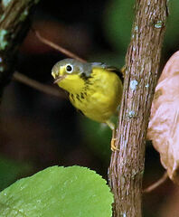 Cardellina canadensis