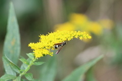 Ancistrocerus