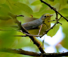 Cardellina canadensis