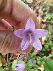 Campanula rapunculoides