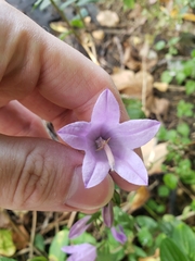 Campanula rapunculoides