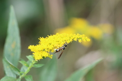 Ancistrocerus