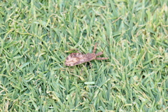 Acholla multispinosa