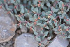 Euphorbia fendleri