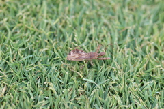 Acholla multispinosa