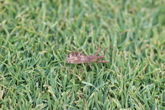 Acholla multispinosa