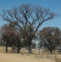 Pterocarpus angolensis