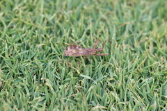 Acholla multispinosa