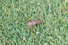 Acholla multispinosa