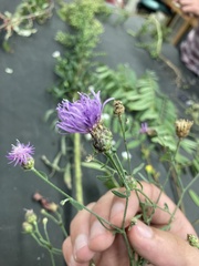 Centaurea stoebe