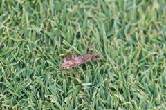 Acholla multispinosa