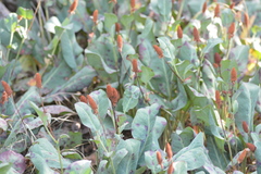 Anemopsis californica
