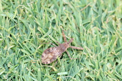 Acholla multispinosa