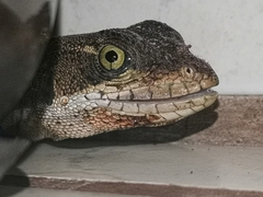 Basiliscus basiliscus