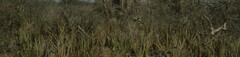 Sansevieria