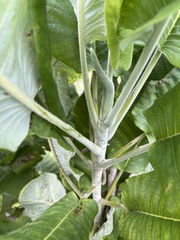 Magnolia macrophylla