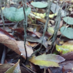 Xylaria filiformis