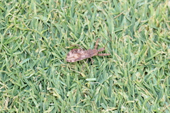 Acholla multispinosa