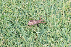 Acholla multispinosa