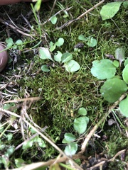 Hygroamblystegium varium