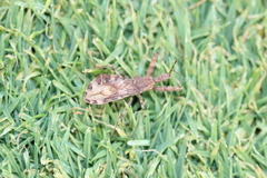 Acholla multispinosa