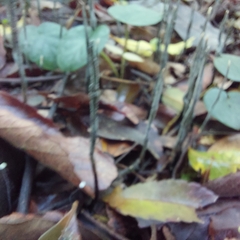 Xylaria filiformis