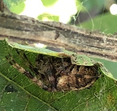 Neoscona