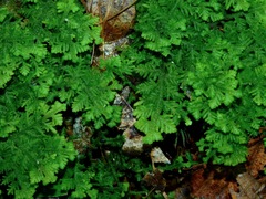 Trichocolea tomentella