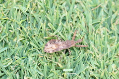 Acholla multispinosa