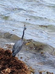 Egretta sacra