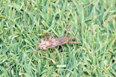 Acholla multispinosa