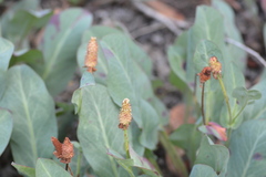 Anemopsis californica