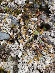 Brigantiaea fuscolutea