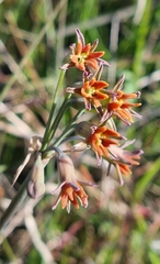 Tulbaghia alliacea