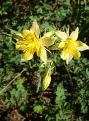 Aquilegia