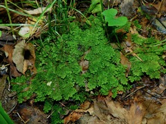 Trichocolea tomentella