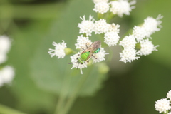 Agapostemon