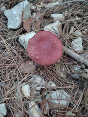 Hortiboletus rubellus