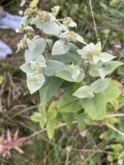 Pycnanthemum muticum