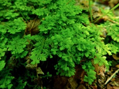 Trichocolea tomentella