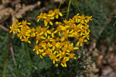 Jacobaea adonidifolia