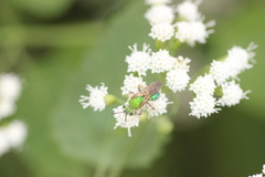 Agapostemon