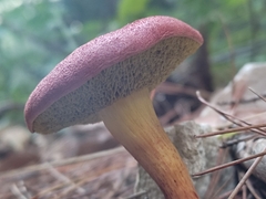Hortiboletus rubellus