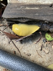 Ariolimax dolichophallus