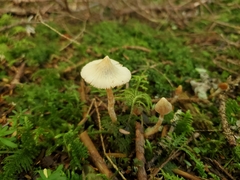 Cortinarius acutus