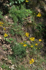 Jacobaea adonidifolia