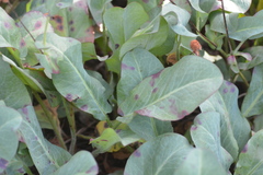 Anemopsis californica