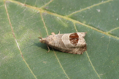 Notocelia uddmanniana