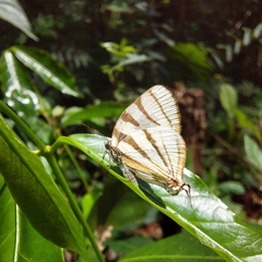 Arawacus separata