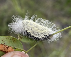 Megalopyge pyxidifera